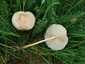 Mezei szegfűgomba (Marasmius oreades), Budai-hegység